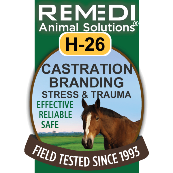 H26-Castration-Branding-Stress-01