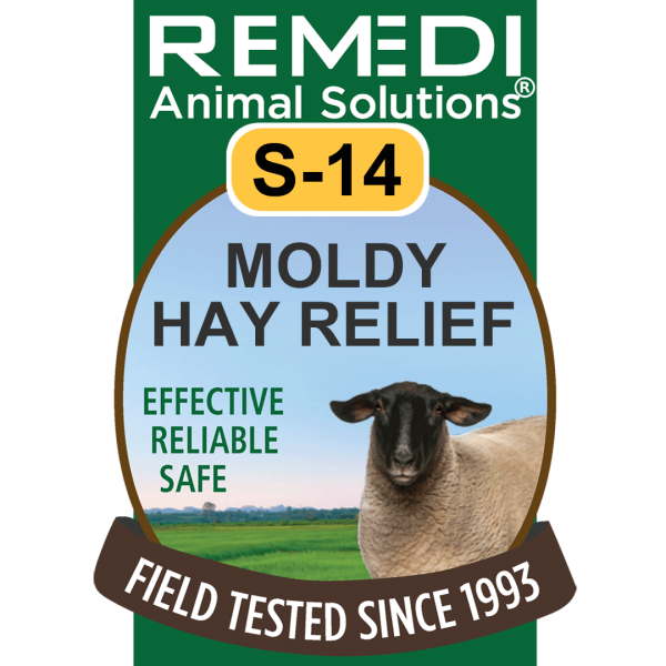 S14-Sheep-Goats-Moldy-Hay-01