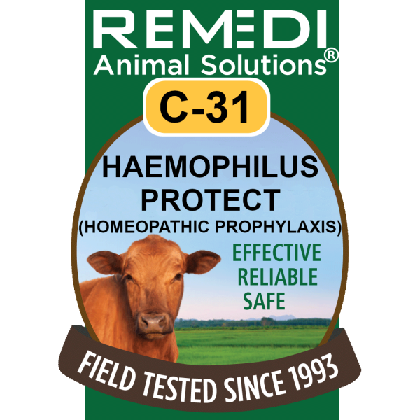 Cattle-31-Haemophilus Protect